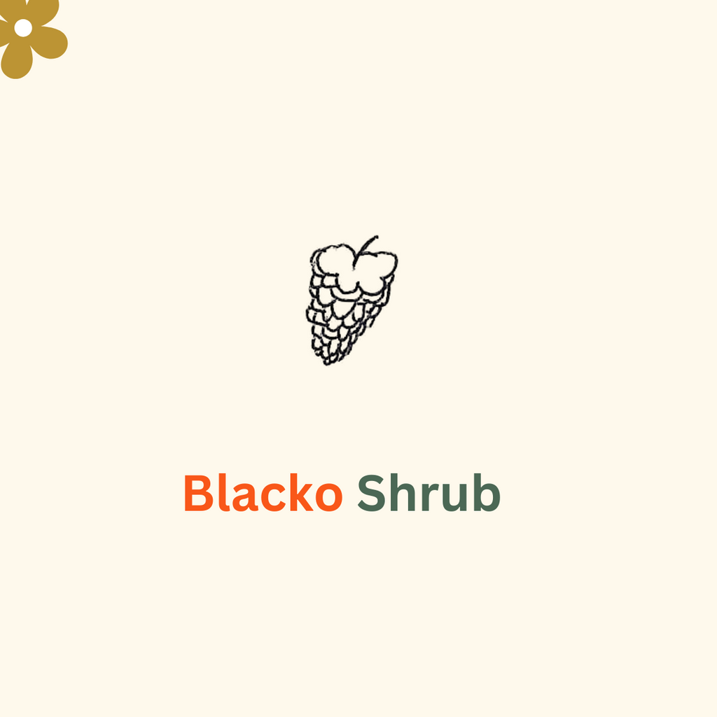 Blacko Shrub