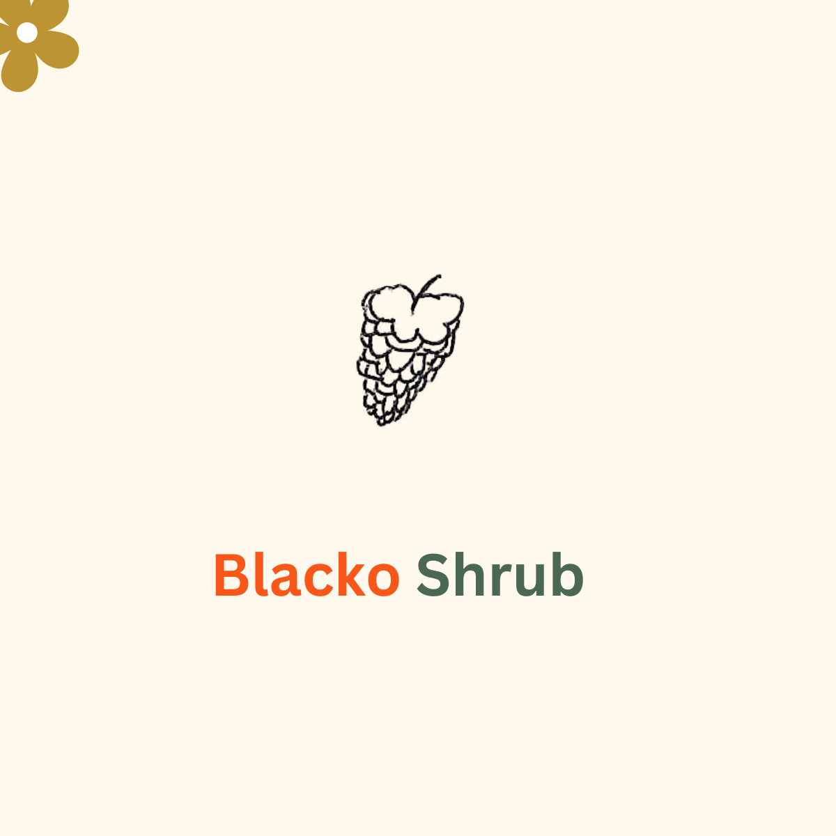 Blacko Shrub